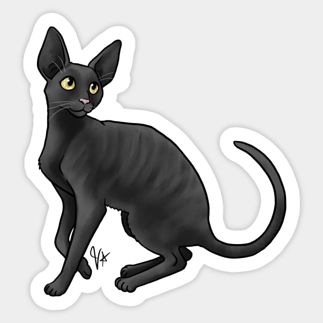 Black cornish rex 2025